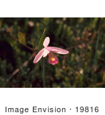 #19816 Photo Of Rose Pogonia Snakemouth Orchid Adder’S Mouth Flower (Pogonia Ophioglossoides)