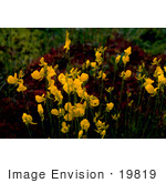 #19819 Photo Of Yellow Bladderwort Flowers (Utricularia L)