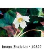 #19820 Photo Of Oconee Bells Flower (Shortia Galacifolia)