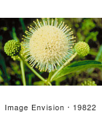 #19822 Photo Of A Buttonbush Plant (Cephalanthus Occidentalis)