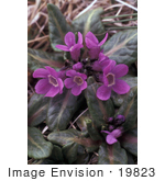 #19823 Photo Of Chukchi Primrose Flowers (Primula Tschuktschorum)