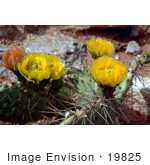 #19825 Photo Of Yellow Prickly Pear Cactus Flowers