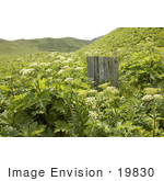 #19830 Photo Of Tall Flowering Plants Bendel Island Alaska Maritime National Wildlife Refuge