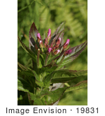 #19831 Photo Of Chowiet Plants