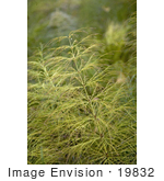 #19832 Photo Of Horsetail Plants (Equisetum Var) In Alaska