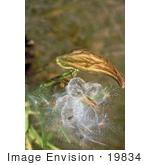#19834 Photo Of Whispy Milkweed Seedheads