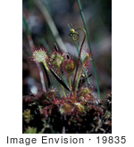 #19835 Photo Of Sundew Plants (Drosera Rotundifolia) In Alaska
