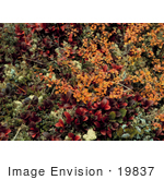 #19837 Photo Of Bearberry (Arctostaphylos Alpina) And Dwarf Birch (Betula Nana) With Autumn Foliage
