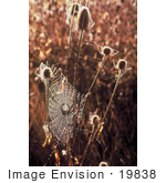 #19838 Photo Of Spiderwebs On Teasel Plants