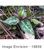 #19839 Photo Of Relict Trillium Plant