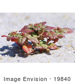 #19840 Photo Of Seabeach Amaranth (Amaranthus Pumilus)