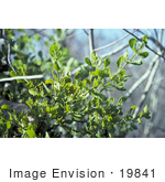 #19841 Photo Of Mistletoe Growing In Okefenokee National Wildlife Refuge Georgia