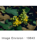 #19843 Photo Of Flowers On An Oregon Grape Plant (Mahonia Aquifolium)