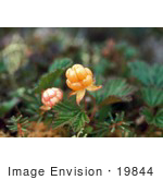 #19844 Photo Of Cloudberries (Rubus Chamaemorus)