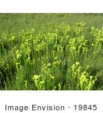 #19845 Photo Of Green Pitcher Plants (Sarracenia Oreophila)