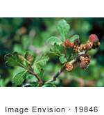 #19846 Photo Of Leaves And Fuzzy Buds Or Flowers On A Lemonade Sumal Plant