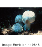 #19848 Photo Of Three Chlorine Aminita Mushrooms