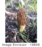 #19849 Photo Of A Morell Mushroom Growing In Alaska