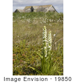 #19850 Photo Of White Bog Orchid Flowers Near An Old House On Simeonof Island