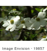 #19857 Photo Of Pretty White Florida Dogwood Flowers (Cornus Florida) On The Tree
