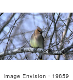 #19859 Photo Of A Cedar Waxwing (Bombycilla Cedrorum) Perched In A Tree
