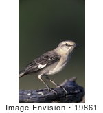 #19861 Photo Of A Northern Mockingbird (Mimus Polyglottos)