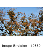 #19869 Stock Photography: Bundles Of Mistletoe On Oak Tree Branches In Autumn