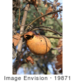 #19871 Stock Photography: Opened Wasp Oak Gall Attached To An Oak Tree