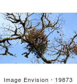 #19873 Stock Photography: Autumn Leaves And Mistletoe On An Oak Tree
