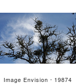 #19874 Stock Photography: Multiple Bundles Of Mistletoe On Bare Branches Of An Oak Tree