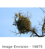 #19875 Stock Photography: Bundle Of Mistletoe