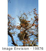 #19876 Stock Photography: Mistletoe On Oak Tree Branches