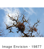 #19877 Stock Photography: Mistletoe And Dangling Autumn Leaves On An Oak Tree