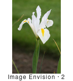 #2 Flower Photography Of A White Iris