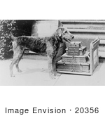 #20356 History Stock Photo Of President Harding’S Dog Laddie Boy Standing By A Cake Made Of Dog Biscuits