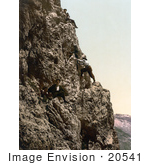 #20541 Historical Photochrome Stock Photography Of Men Hiking A Steep Cliff Tyrol Austria