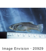 #20929 Stock Photography Of A Big Band Gambusia Fish