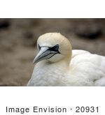 #20931 Stock Photography Of A Northern Gannet Bird (Morus Bassanus)
