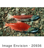#20936 Stock Photography of Male and Female Red Salmon, Sockeye Salmon by JVPD