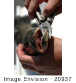 #20937 Stock Photography Of A Man Holding A Northern Snakehead Fish