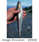 #20938 Stock Photography Of A Hand Holding An Arctic Cod Fish
