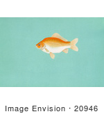 #20946 Clipart Image Illustration Of A Goldfish (Carassius Auratus)
