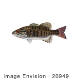#20949 Clipart Image Illustration of a Smallmouth Bass Fish (Micropterus dolomieu) by JVPD