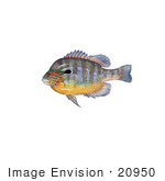#20950 Clipart Image Illustration Of A Longear Sunfish (Lepomis Megalotis)