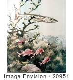 #20951 Clipart Image Illustration Of Barracuda And Reef Fish Swimming