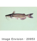 #20953 Clipart Image Illustration Of A Channel Catfish (Ictalurus Punctalus)