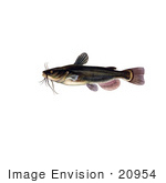 #20954 Clipart Image Illustration Of A Black Bullhead Catfish (Amereiurus Melas)