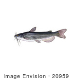 #20959 Clipart Image Illustration Of A White Catfish (Amereiurus Catus)