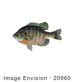 #20960 Clipart Image Illustration of a Bluegill Fish (Lepomis macrochirus) by JVPD