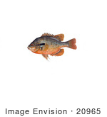 #20965 Clipart Image Illustration Of A Redbreast Sunfish (Lepomis Auritus)